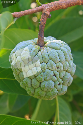 Image of  Sugar apples  growing on a tree in garden