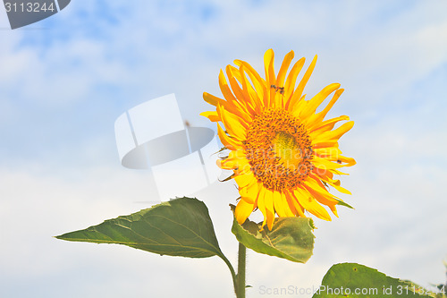 Image of beautiful sunflower in field and blue sky