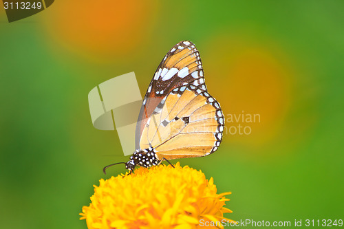 Image of Beautiful butterfly on flower