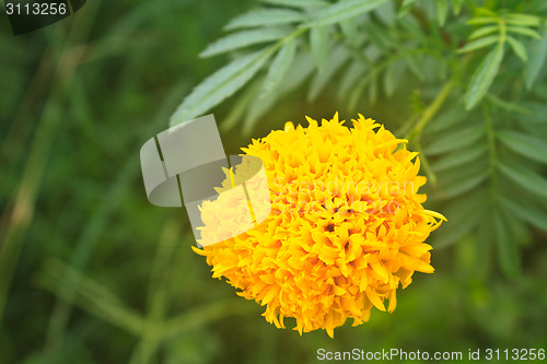 Image of Marigold  flowers field