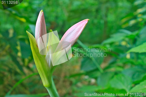 Image of Bud of Hippeastrum flower 