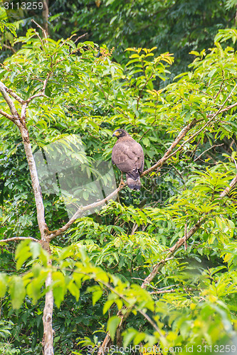 Image of Crested Serpent Eagle resting on a perch