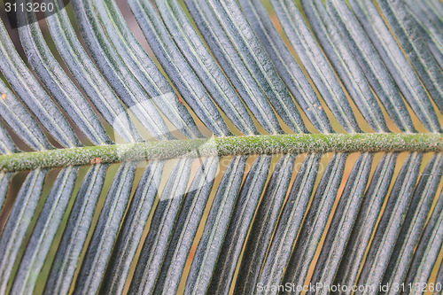 Image of  beautiful green cycad leaf