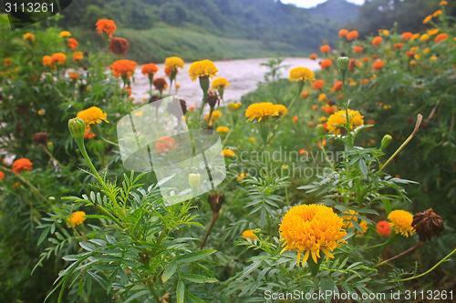 Image of Marigold  flowers field
