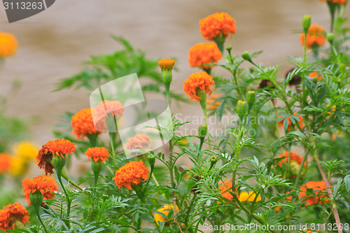 Image of Marigold  flowers field