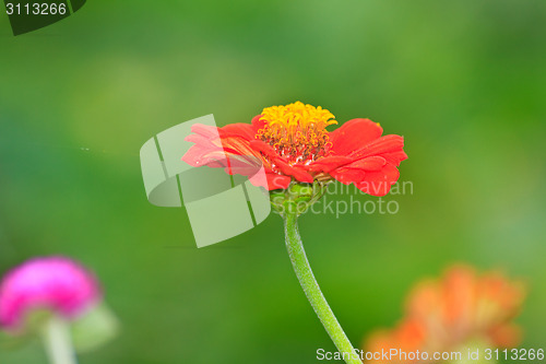 Image of Zinnia elegans in field