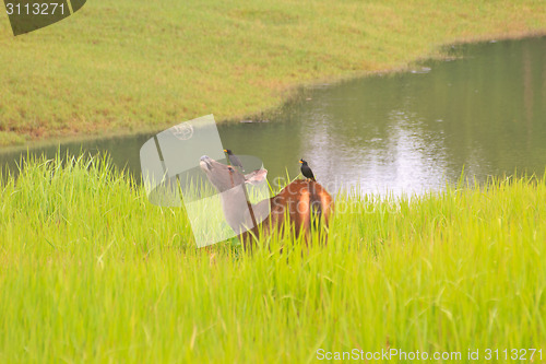 Image of beautiful female samba deer standing in Thai forest