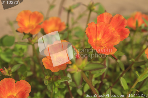 Image of Portulaca flowers