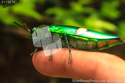 Image of beetle in Genus steriocera