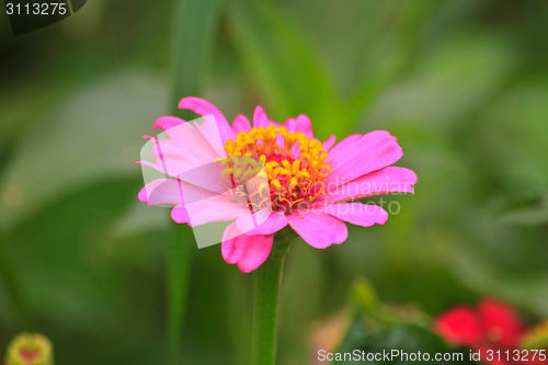 Image of Zinnia elegans in field