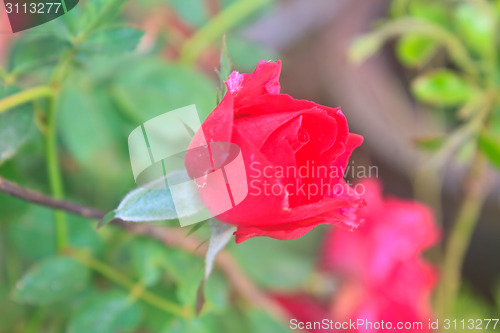 Image of  flowering red roses in the garden 