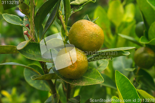 Image of Lemons on tree in farm
