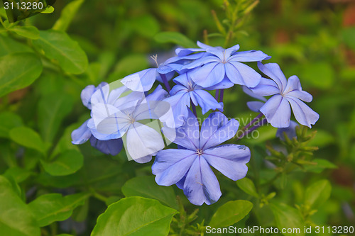 Image of verbena flower in garden