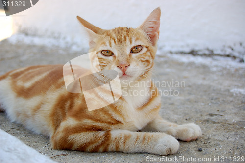 Image of Cat