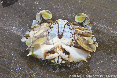 Image of crab on a background of sand 
