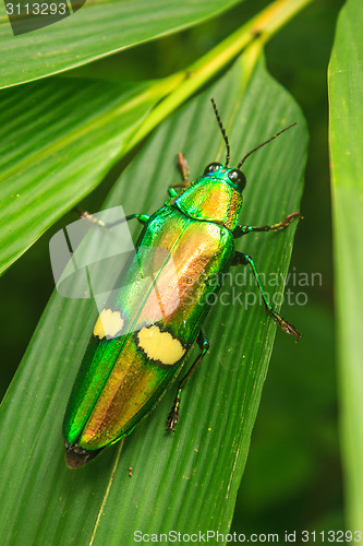 Image of beetle in Genus steriocera