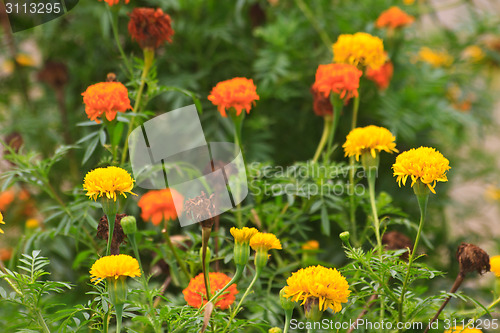 Image of Marigold  flowers field