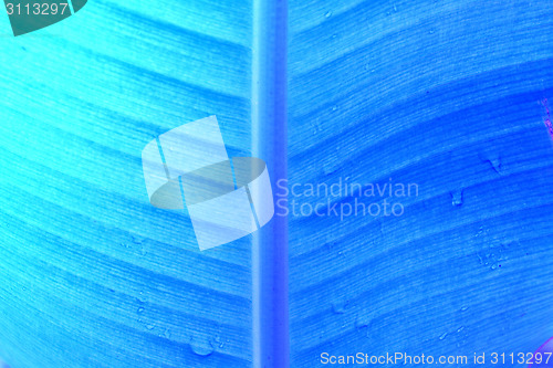 Image of abstract background  of banana leaf texture blur