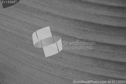 Image of abstract background  of banana leaf texture blur