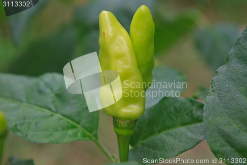 Image of Fresh chillies growing in the vegetable garden