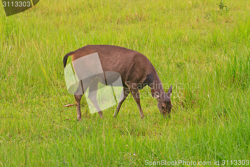 Image of beautiful female samba deer standing in Thai forest