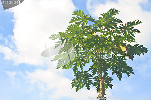 Image of papayas tree in the farm