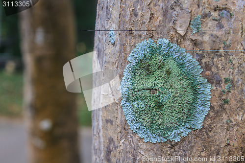 Image of Trunk of an old tree covered with a lichen