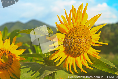 Image of beautiful sunflower in field and blue sky