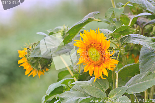 Image of beautiful sunflower in field