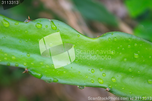 Image of leaves of dragon fruit tree with drop water