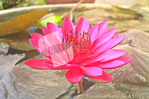 Image of The beautiful Blooming lotus flower