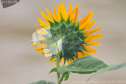 Image of  back of sunflowers 