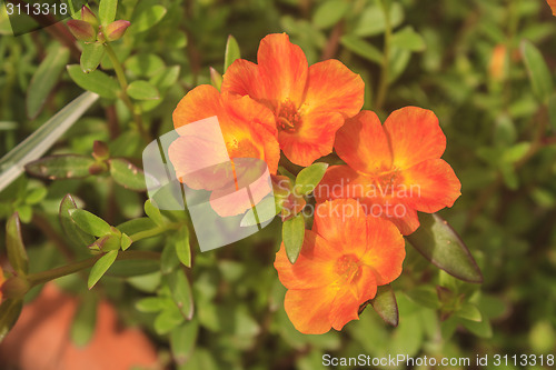 Image of Portulaca flowers