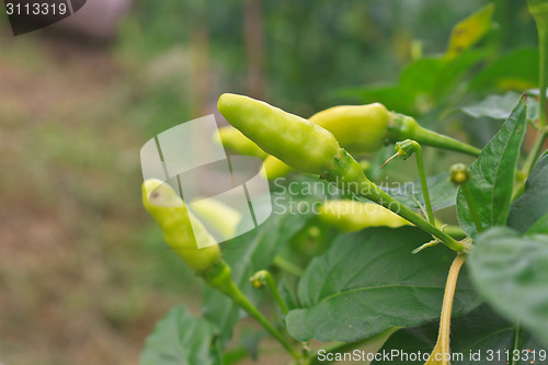 Image of Fresh chillies growing in the vegetable garden