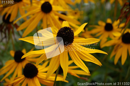 Image of Flowers