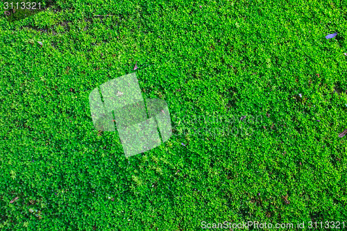 Image of  green moss for background texture