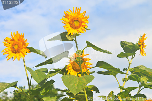 Image of beautiful sunflower in field and blue sky