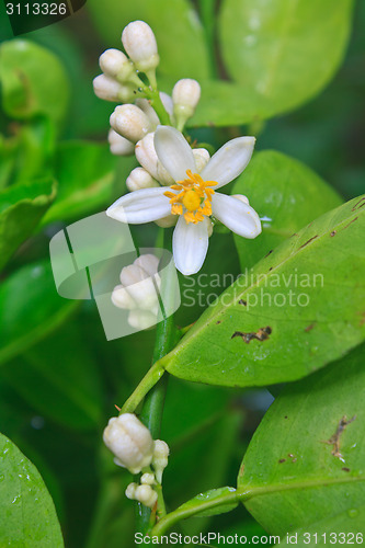 Image of Flowering lemon tree with green leaf