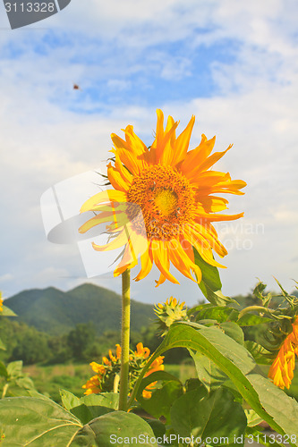 Image of beautiful sunflower in field and blue sky