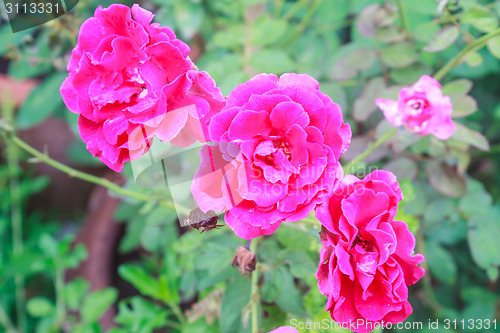 Image of flowering red roses in the garden