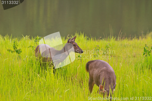 Image of beautiful female samba deer standing in Thai forest