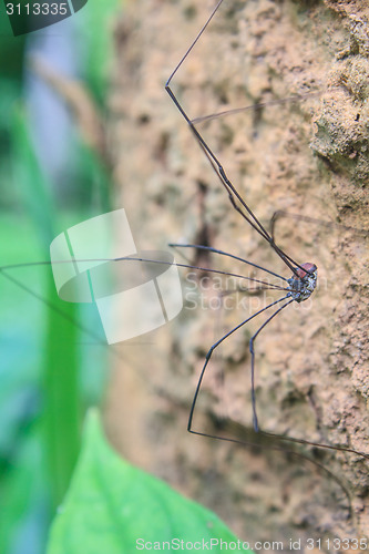 Image of Harvestman spider or daddy longlegs close up on tree