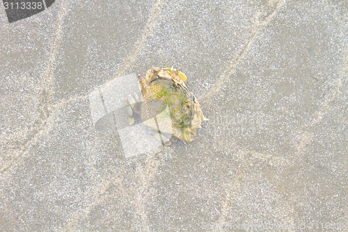 Image of crab on a background of sand 