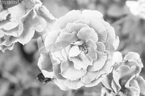 Image of flowering roses 