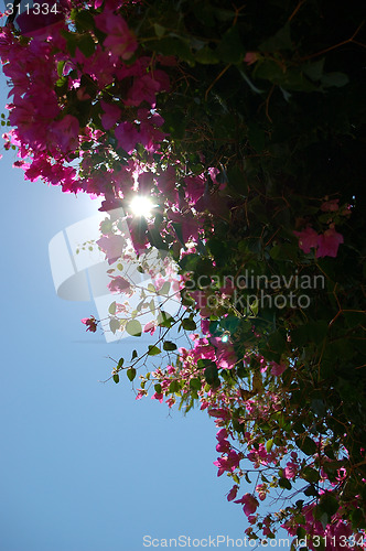 Image of Sunshein