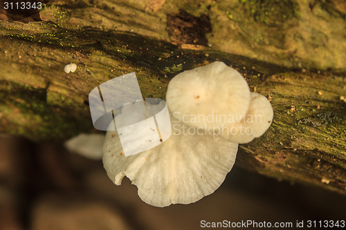 Image of close up mushroom in deep forest