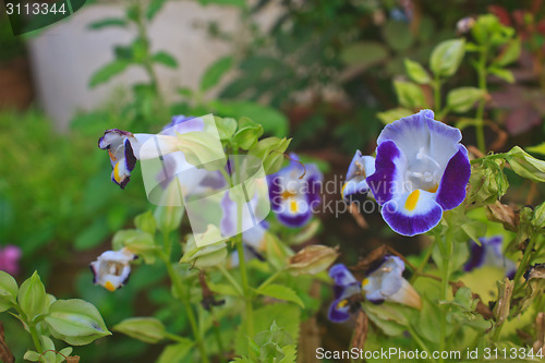 Image of  Bluewings in the garden or nature park 