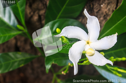 Image of White Sampaguita Jasmine or Arabian Jasmine