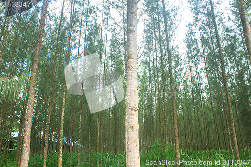 Image of Pine forest in plantation