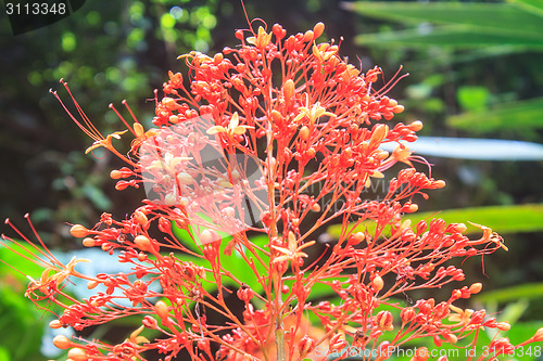 Image of  Clerodendrum Paniculatum or Pagoda Flower 